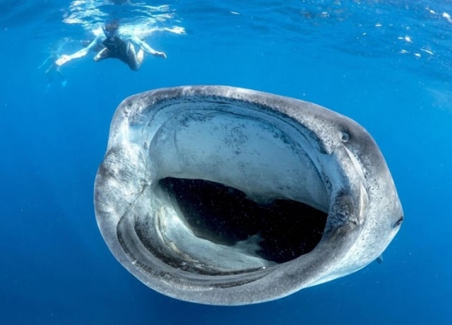 Tiburones ballena